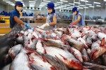 Ánh sáng lạc quan từ một số thị trường sẽ thúc đẩy sản xuất cá tra trong nước