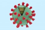 Khía cạnh tích cực khi virus Corona "tiến hóa"