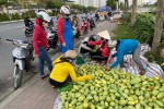 Xoài vào mùa, tràn xuống lề đường, giá rẻ