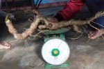 Gần nửa tỷ đồng củ sâm Ngọc Linh 80 năm tuổi