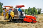 Doanh nghiệp xuất khẩu gạo bỗng dưng mất tờ khai hải quan