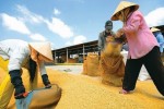Bộ Công Thương xin bỏ hạn ngạch, xuất khẩu gạo sắp được cởi trói