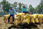 Xuất khẩu gạo sang Trung Quốc tiếp tục tăng mạnh