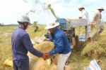Lượng hạn ngạch gạo tháng 4 vẫn chưa xuất hết