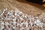 Giá sắn lát xuất khẩu bắt đầu tăng do Trung Quốc tăng mua