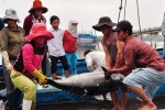 Hải sản rớt giá, ngư dân lao đao