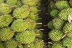 Sầu riêng giảm giá kỷ lục