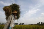 Giá gạo xuất khẩu của Việt Nam, Ấn Độ cao nhất một năm