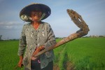 "Cứu tinh" của đồng lúa mùa nắng hạn