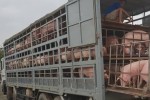 Vì sao Thủ tướng càng chỉ đạo giảm, giá lợn càng tăng?