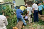 Cận cảnh cây phượng bật gốc trong sân trường, 1 học sinh tử vong, nhiều học sinh bị thương