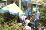 Cây đổ, đè 13 học sinh