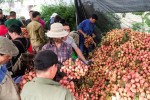 Nhật Bản và Ấn Độ sẽ kéo kim ngạch xuất khẩu rau quả Việt Nam?