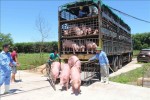 Giá heo hơi hôm nay 19/6: 15 công ty muốn nhập lợn sống từ Thái Lan, giá lợn miền Bắc giảm