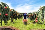 Cơ hội xuất khẩu thông qua kênh bán lẻ