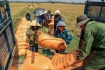 Phát hiện 2 chất quý hơn vàng có trong gạo hữu cơ Quảng Trị