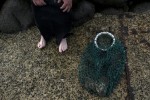 Australia nóng kỷ lục, biển thành ‘nồi lẩu’ nấu chín nhiều sinh vật