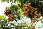 Vương giả chi quả: Nhãn lồng 'tiến vua' đua ra thế giới
