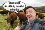 Bò dự báo thời tiết