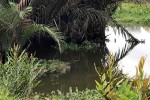 Hai thi thể nam giới nổi trên sông Sài Gòn