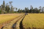 Đẩy mạnh sản xuất đảm bảo nhu cầu gạo trong nước và xuất khẩu