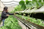 Giống Dâu tây Bạch tuyết Nhật được bán rộng rãi