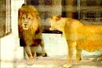 Chúa sơn lâm cũng sợ vợ đến vỡ mật