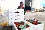 Nông sản Trung Quốc đội lốt đặc sản Đà Lạt: Gian thương tiếp tay