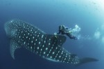 Đội tàu cá Trung Quốc 'vét sạch mọi thứ' gần quần đảo Galápagos