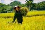 Vượt Thái Lan, Việt Nam có giá gạo xuất khẩu cao nhất thế giới