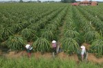 Giám sát mã số vùng trồng nông sản xuất khẩu