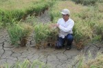 Thủ tướng hỏa tốc chỉ đạo theo dõi dòng chảy sông Mekong và xâm nhập mặn ở ĐBSCL