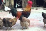Đừng vội ham