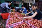 Thương vụ Việt xúc tiến xuất khẩu 100 tấn vải thiều sang Australia
