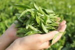 Trung Quốc, Ấn Độ bất ngờ tăng mua chè của Việt Nam