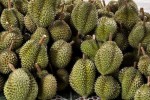 Vì sao tỷ lệ mã số Trung Quốc cấp cho sầu riêng Việt Nam chỉ bằng 11,3% Thái Lan?