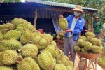 Ồ ạt chặt cà phê và hồ tiêu để trồng sầu riêng: Hậu quả khó lường