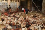 Các tỉnh, thành phía Nam tăng giám sát, đề phòng cúm gia cầm A (H5N1)