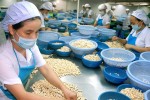 Ngành điều Việt Nam: Kiên nhẫn đường dài