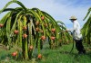 Thanh long, sầu riêng nguy cơ dư thừa khi Trung Quốc tăng diện tích trồng