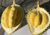 Sầu riêng Musang King trồng ở Việt Nam đắt hơn hàng nhập