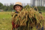 Giá trị xuất khẩu gạo Việt tăng đột biến dù sản lượng giảm