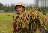 Giá trị xuất khẩu gạo Việt tăng đột biến dù sản lượng giảm