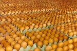 Giá trứng miền Bắc giảm mạnh, miền Nam tăng