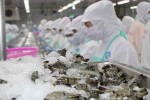 Tôm Việt vào Nhật, Mỹ, Trung Quốc tăng mạnh