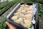 Gần 2 triệu đồng một kg dâu Bạch Tuyết trồng ở Đà Lạt